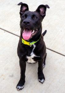 KHTS Adoptable Pet of the Week - Vader