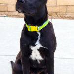 KHTS Adoptable Pet of the Week - Vader