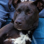 KHTS Adoptable Pet of the Week - Vader