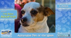 KHTS Adoptable pet of the Week - Choco