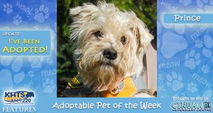 KHTS-Adoptable-Pet-of-the-Week-Prince