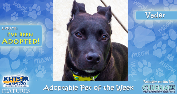 KHTS Adoptable Pet of the Week - Vader