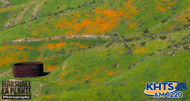 California Poppies