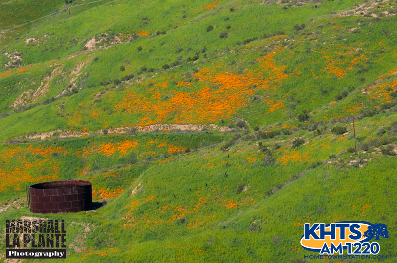 Santa Clarita Poppies