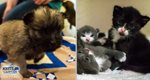 ‘Kitten, Puppy Season’ Starting Up In Santa Clarita (VIDEO)