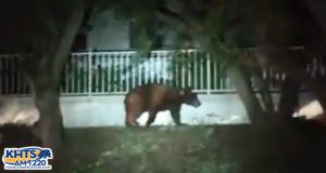 Bear Sighting In Stevenson Ranch Prompts Reminder To Supervise Pets