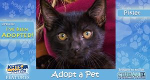 KHTS Adopt a Pet - Piklet Adopted