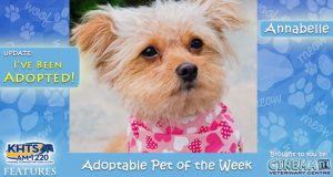 KHTS Adoptable Pet of the Week Annabelle