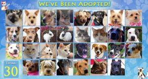 ‘KHTS Adopt A Pet’ Series Sees 30 Adoptions And Counting