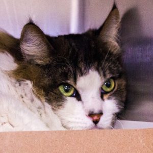 KHTS Adopt a Pet - Jack