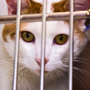 KHTS Adopt a Pet - Jack