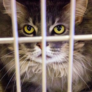 KHTS Adopt a Pet - Maxine