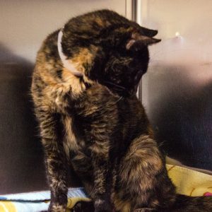 KHTS Adopt a Pet - Sophie