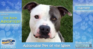 KHTS Adoptable Pet of the Week - Harvey