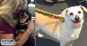 Valencia Nissan Pet Adoption Day
