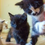 KHTS Adopt A Pet - Kittens, Tails And Scales Animal Rescue