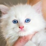 KHTS Adopt A Pet - Kittens, Tails And Scales Animal Rescue