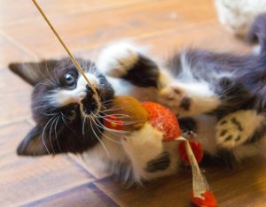 KHTS Adopt A Pet - Kittens, Tails And Scales Animal Rescue