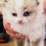 KHTS Adopt A Pet - Kittens, Tails And Scales Animal Rescue