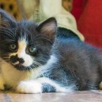 KHTS Adopt A Pet - Kittens, Tails And Scales Animal Rescue