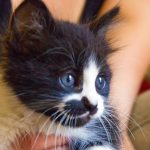 KHTS Adopt A Pet - Kittens, Tails And Scales Animal Rescue