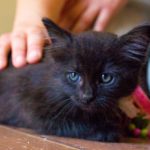 KHTS Adopt A Pet - Kittens, Tails And Scales Animal Rescue
