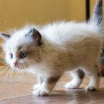 KHTS Adopt A Pet - Kittens, Tails And Scales Animal Rescue