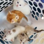 KHTS Adopt A Pet - Kittens, Tails And Scales Animal Rescue