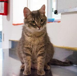 KHTS Adopt a Pet - Quincy