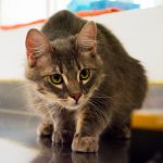 KHTS Adopt a Pet - Quincy