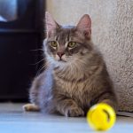 KHTS Adopt a Pet - Quincy