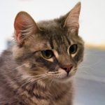 KHTS Adopt a Pet - Quincy