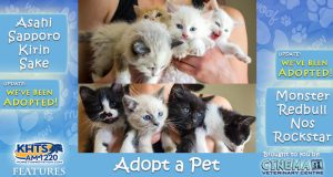 KHTS-Adopt-a-Pet-Tails-and-Scales-Kittens Updated