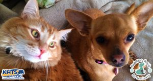 Animal Rescue Santa Clarita - Madeline's Angels Pet Sanctuary