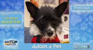 KHTS-Adopt-A-Pet-Precious-Shelter-Hope Adopted
