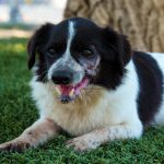 KHTS Adopt a Pet - Mister