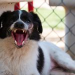 KHTS Adopt a Pet - Mister