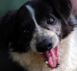 KHTS Adopt a Pet - Mister
