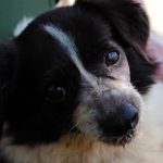 KHTS Adopt a Pet - Mister