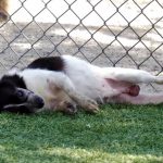 KHTS Adopt a Pet - Mister