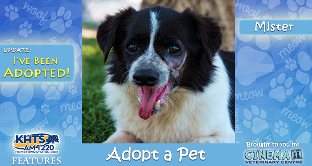 KHTS Adopt a Pet - Mister Updated