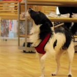 KHTS Adopt a Pet - Precious