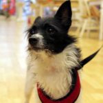 KHTS Adopt a Pet - Precious