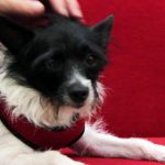 KHTS Adopt a Pet - Precious