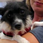 KHTS Adopt a Pet - Precious