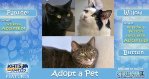 KHTS Adopt a Pet - Solarium Spotlight Updated