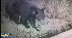Santa Clarita Valley Sheriff’s Station officials offered a few bear safety tips after another wildlife sighting in Stevenson Ranch.