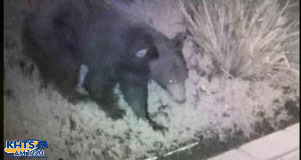 Santa Clarita Valley Sheriff’s Station officials offered a few bear safety tips after another wildlife sighting in Stevenson Ranch.