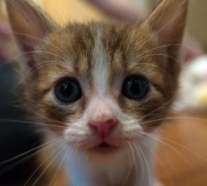 KHTS Adopt A Pet Archer, Callie, Charlie, & Einstein - Madeline’s Angels Pet Sanctuary (VIDEO)