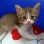 KHTS Adopt A Pet Archer, Callie, Charlie, & Einstein - Madeline’s Angels Pet Sanctuary (VIDEO)